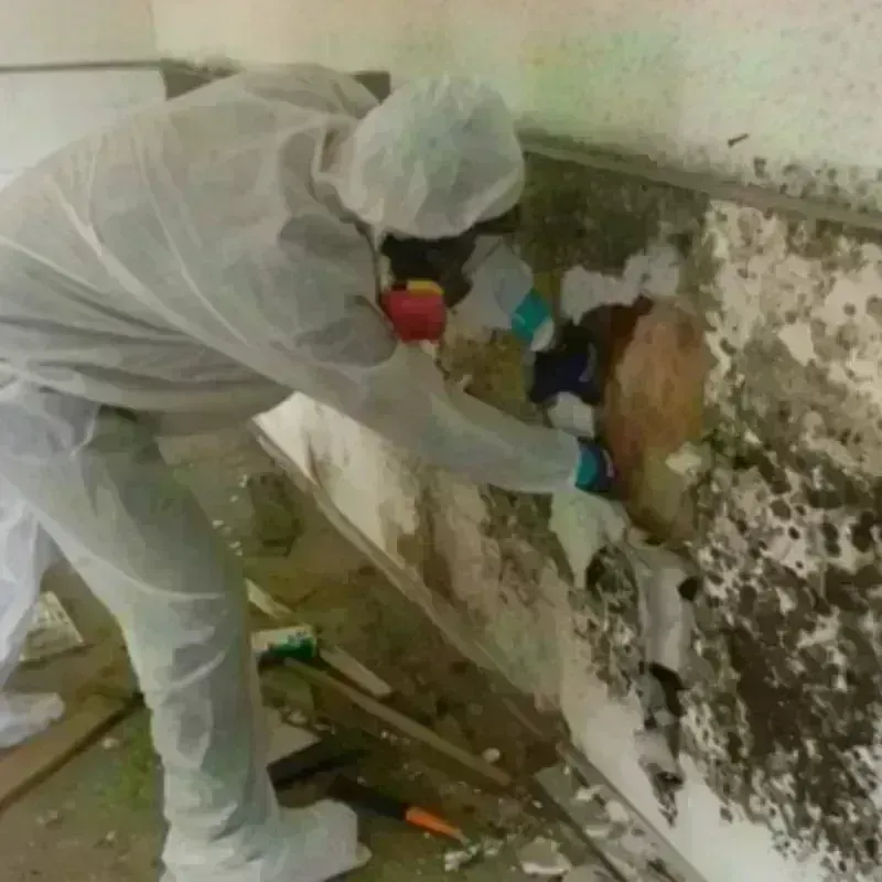 Mold Remediation and Removal in Coldwater, KS